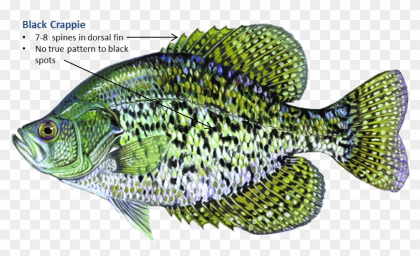 Fish In Oklahoma Clipart