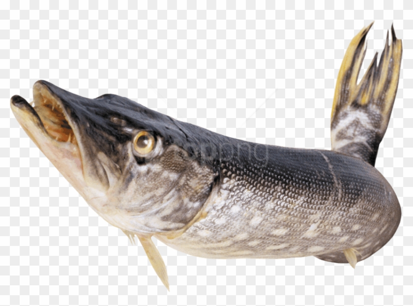 Free Png Download Fish Png Images Background Png Images - Fish Png Clipart #2132225