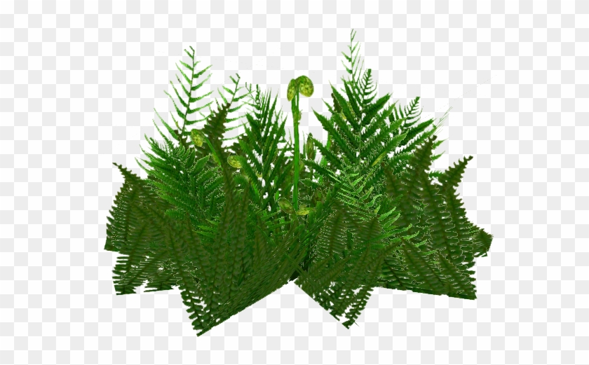 Ferns Png Clipart #2132470