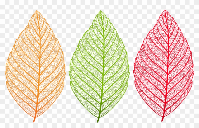 Coloring Vintage Tforia - Transparent Leaf Clipart Png #2133384