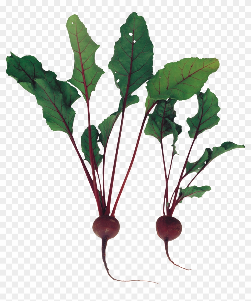 Beet Png - Beet Plant Png Clipart #2134078