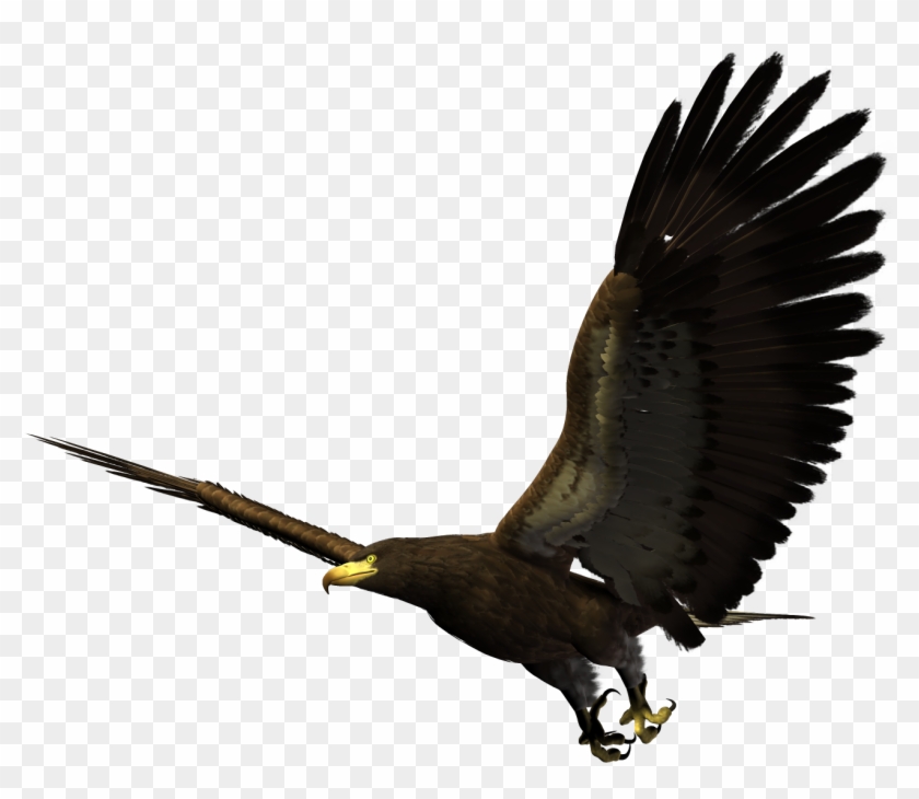 Bald Eagle Bird Flight - Eagle Flying Png Clipart