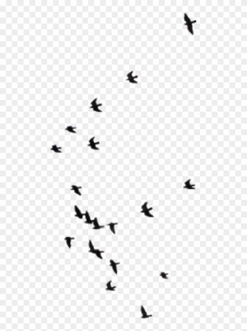Birds Sticker - Flock Clipart #2134414