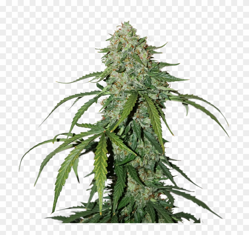 Previous - Next - Best Cbd Seeds Clipart
