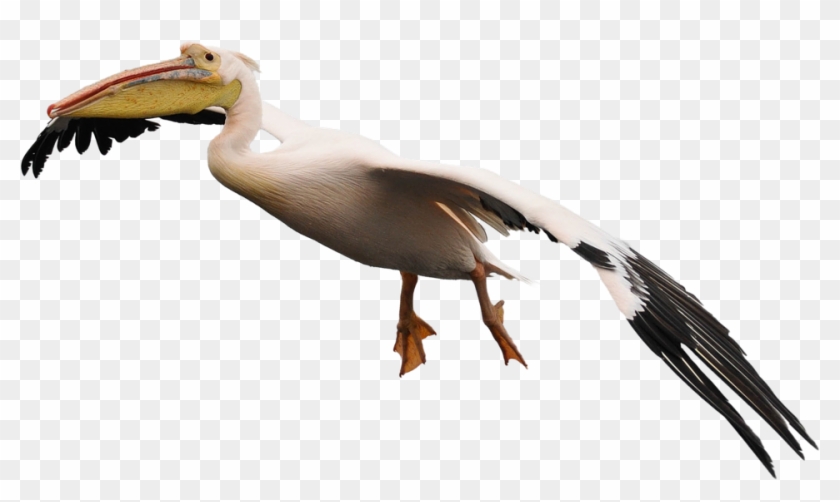 Пеликан Пнг Clipart