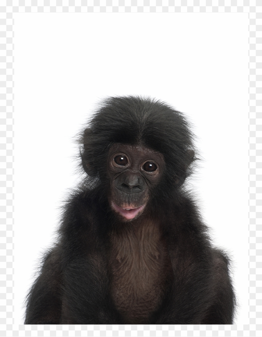 Baby Chimpansee Clipart