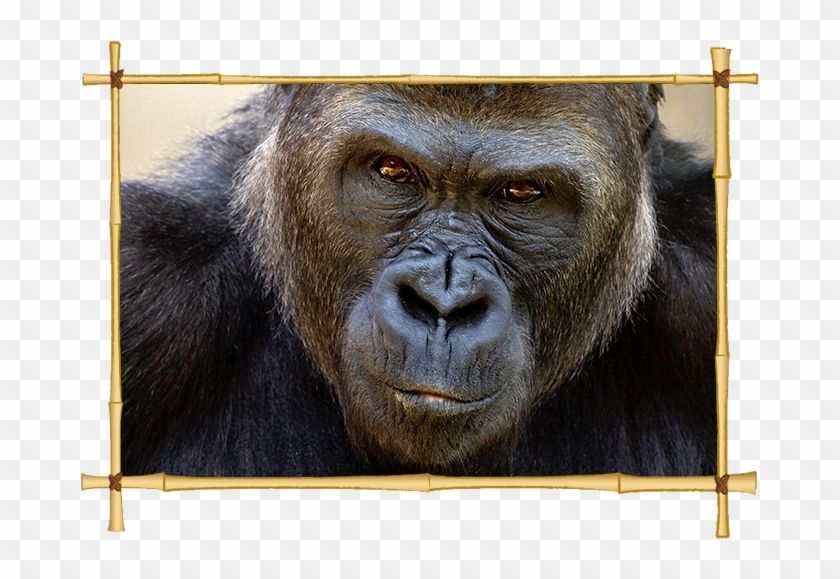 Animal Fun Facts Juicy Coppertoes - San Diego Zoo Gorilla Clipart #2136095