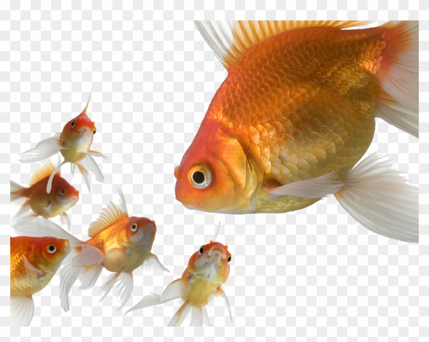 Transparent Gold Fish Clipart #2136911