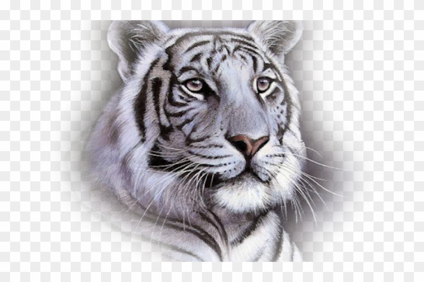 White Tiger Face Throw Blanket , Png Download Clipart