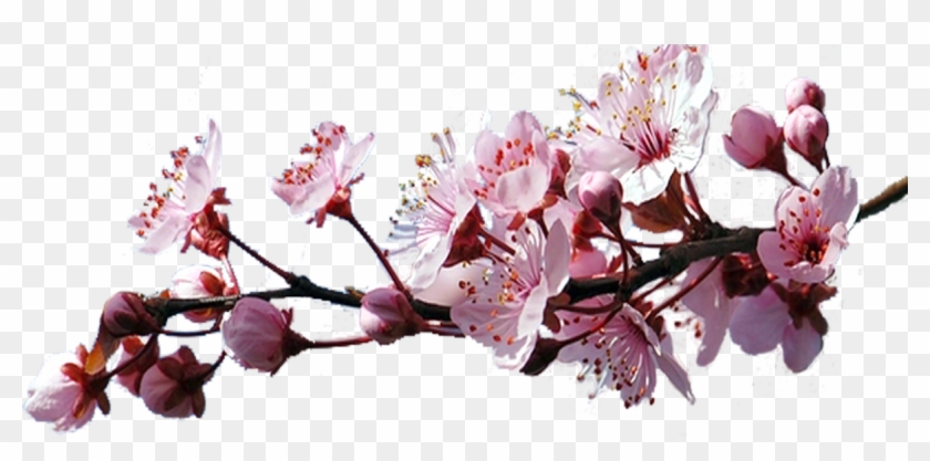 Ветка Сакуры Пнг Clipart