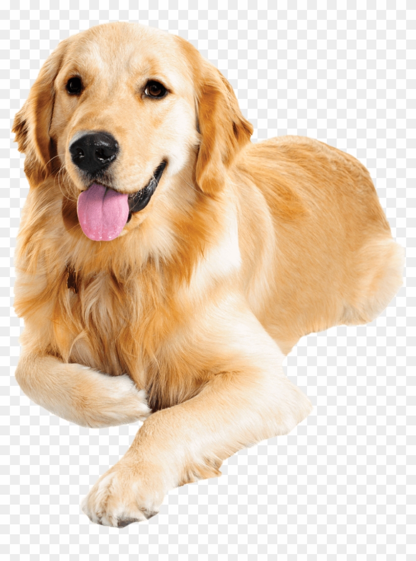 Golden Retriever Png Transparent Images - Transparent Golden Retriever Png Clipart #2139742