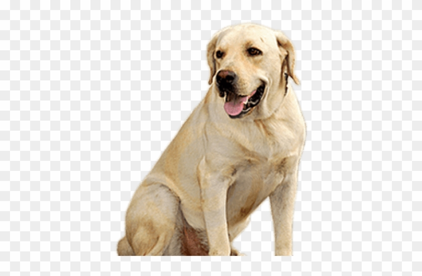 Golden Retriever Clipart Transparent - Dog Png Hd #2140050