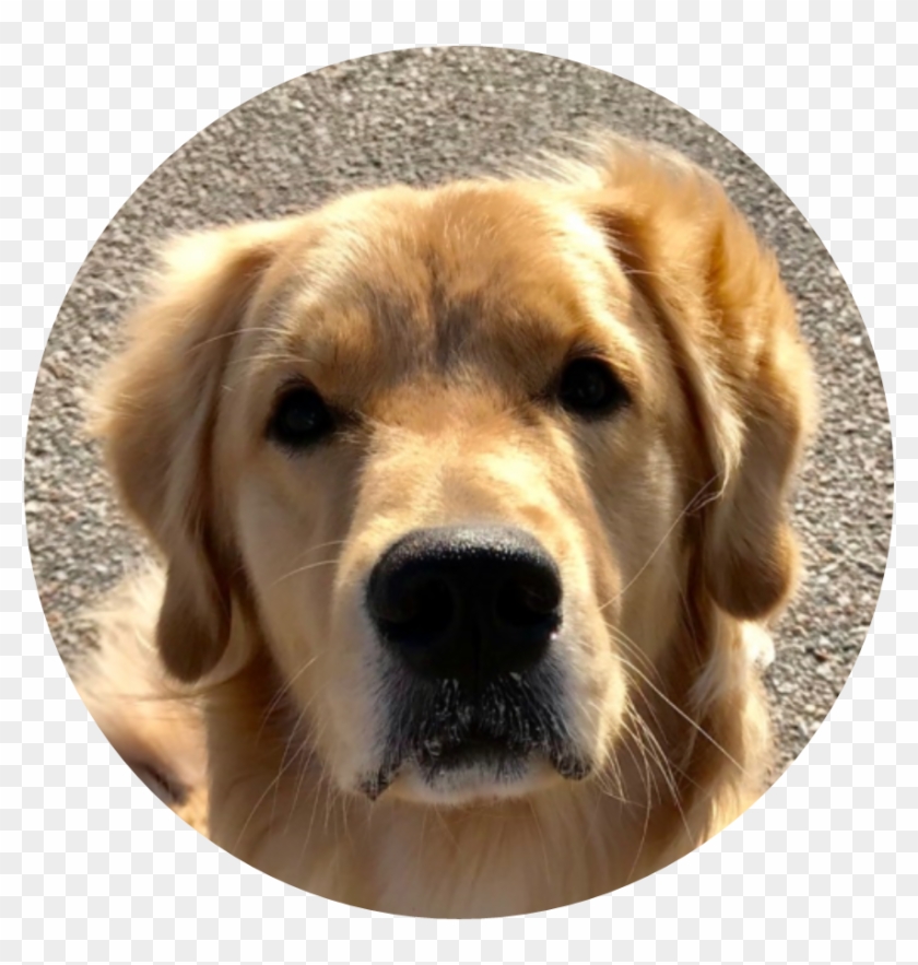 Cooper Golden Retriever - Golden Retriever Clipart