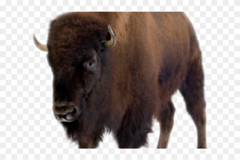 Buffalo With A White Background Clipart