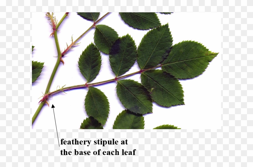 Multiflora Rose Leaves - Rose Leaf Identification Clipart