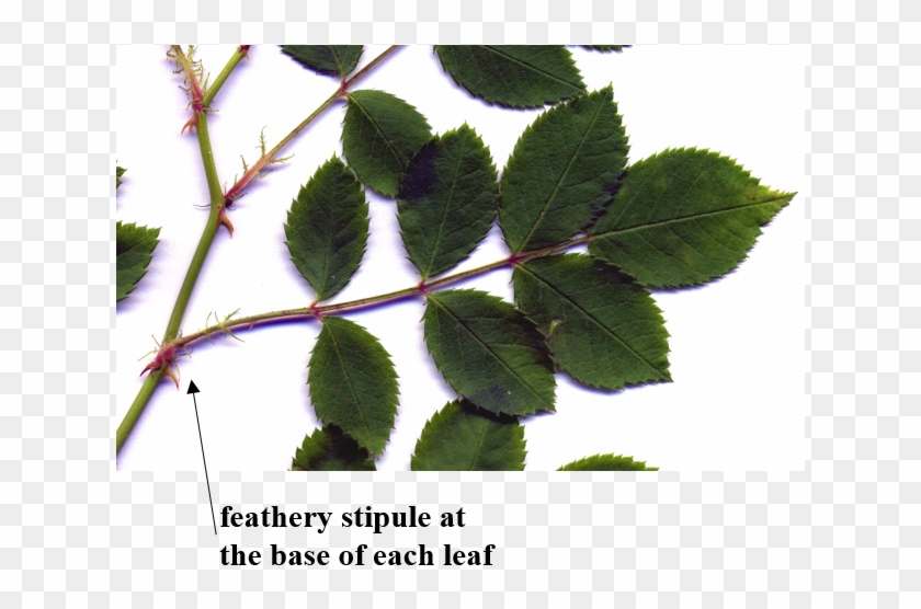 Multiflora Rose Leaves - Rose Leaf Identification Clipart #2140473