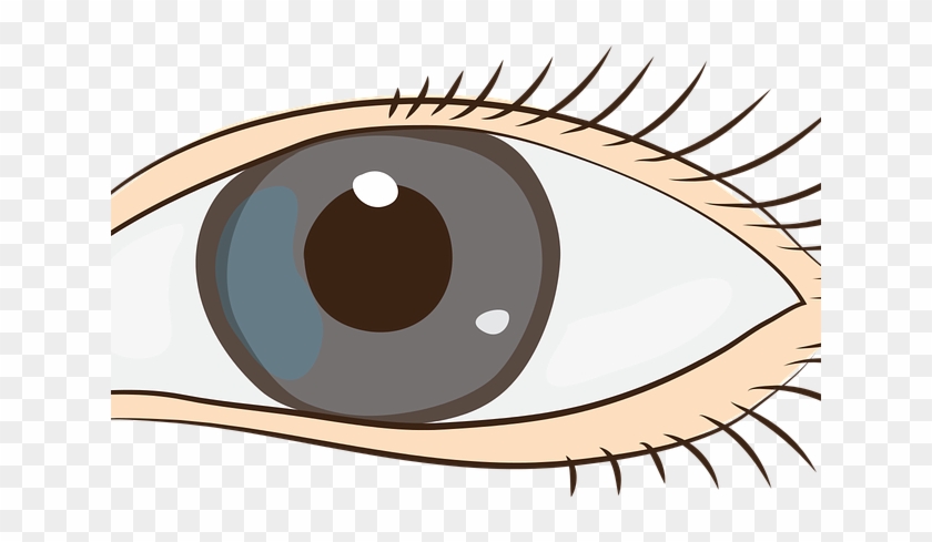 Brown Eyes Clipart Human Eye - Sight Clipart Png Transparent Png