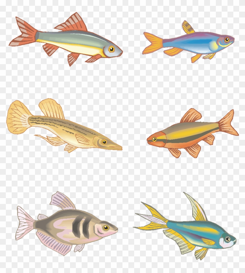 Vector Fish Hand Drawn Marine Animals Png And Image - Bony-fish Clipart