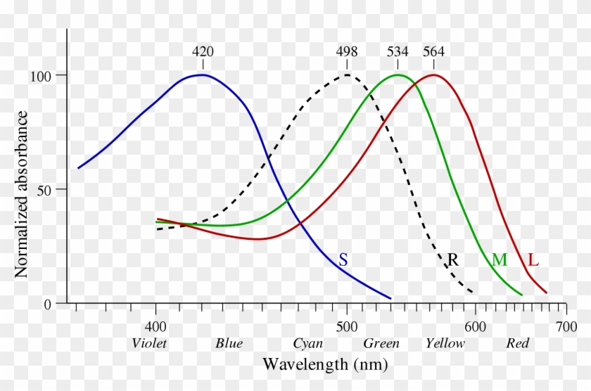 Normalised Absorption Spectra Of The Three Human Photopsins Clipart #2142285