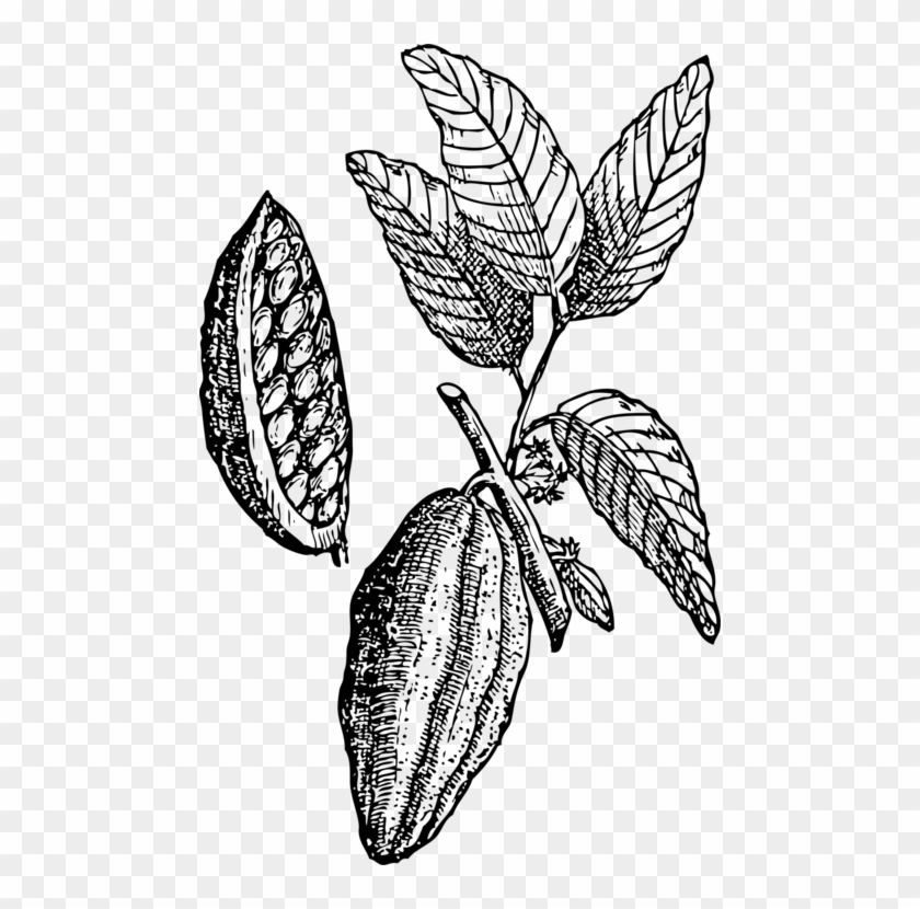 Hot Chocolate Cacao Tree Cocoa Bean White Chocolate - Clipart Cacao - Png Download #2142589