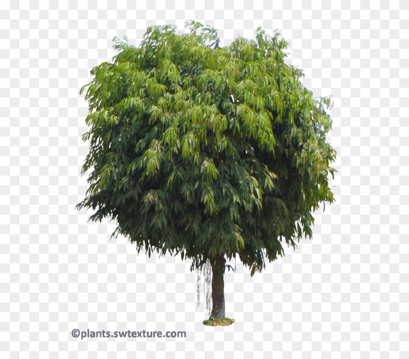 Wednesday, August 30, - Trees Do Hardwoods Come Clipart #2142687