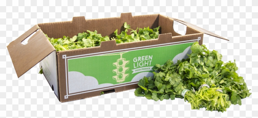 Go For Fresh Cilantro - Spring Greens Clipart