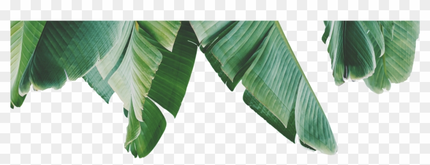 Tree Clipart #2142888