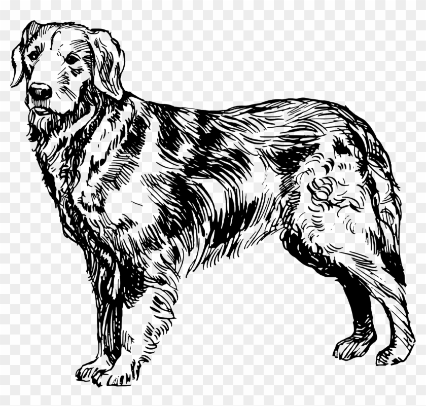 Cute Puppy Png Clipart Image - Golden Retriever Black White Transparent Png #2145841