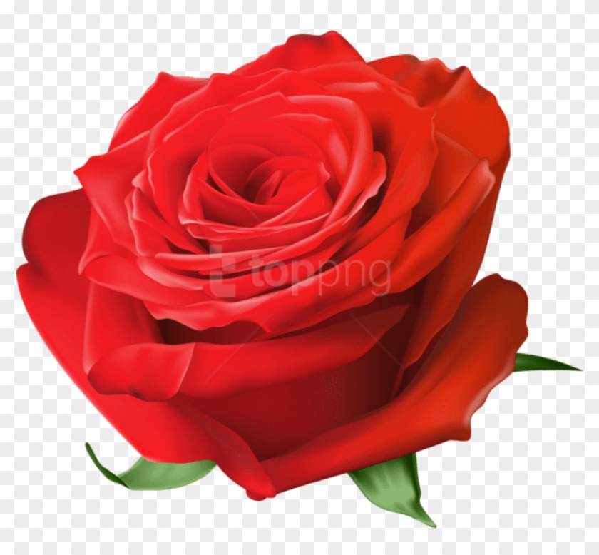 Free Png Red Rose Transparent Png Images Transparent - Blue Rose Transparent Clipart