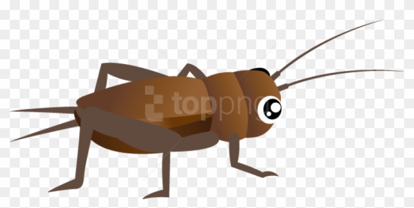 Free Png Download Cricket Insect Clipart Png Images - Insects Clipart Transparent Background #2148889