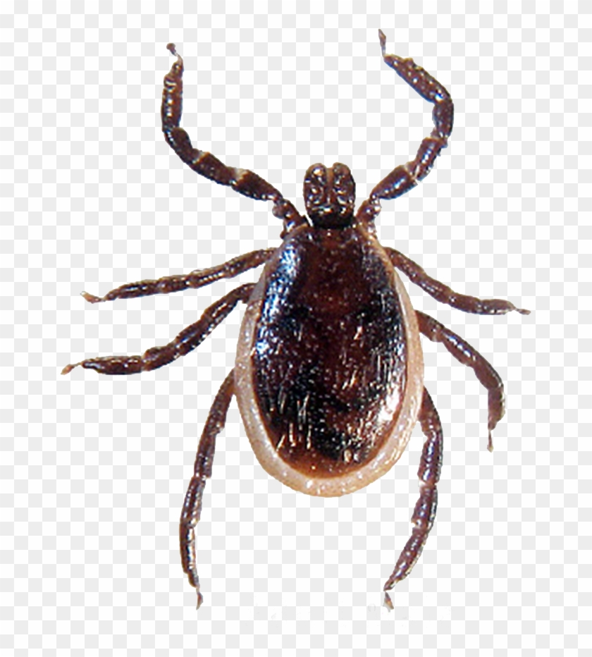 Tick Insect Png Images Free Download - Difference Between Dog And Deer Ticks Clipart