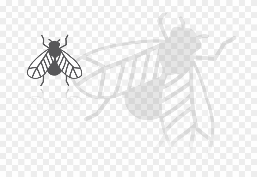 Insect Caron - Insects - Illustration Clipart #2149236