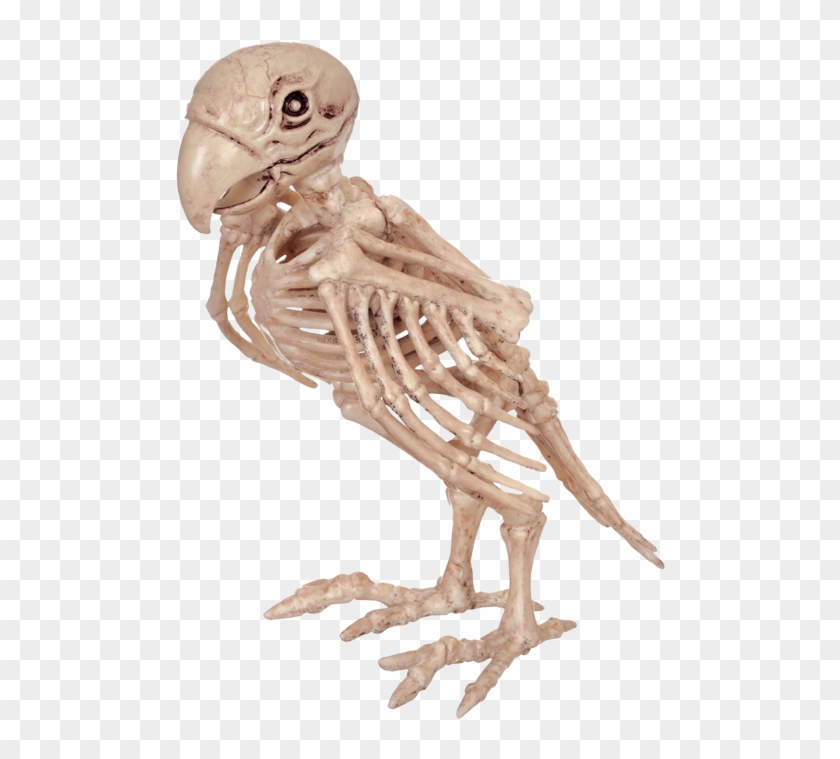 Skeleton Parrot - Parrot Skeleton Clipart #2149925
