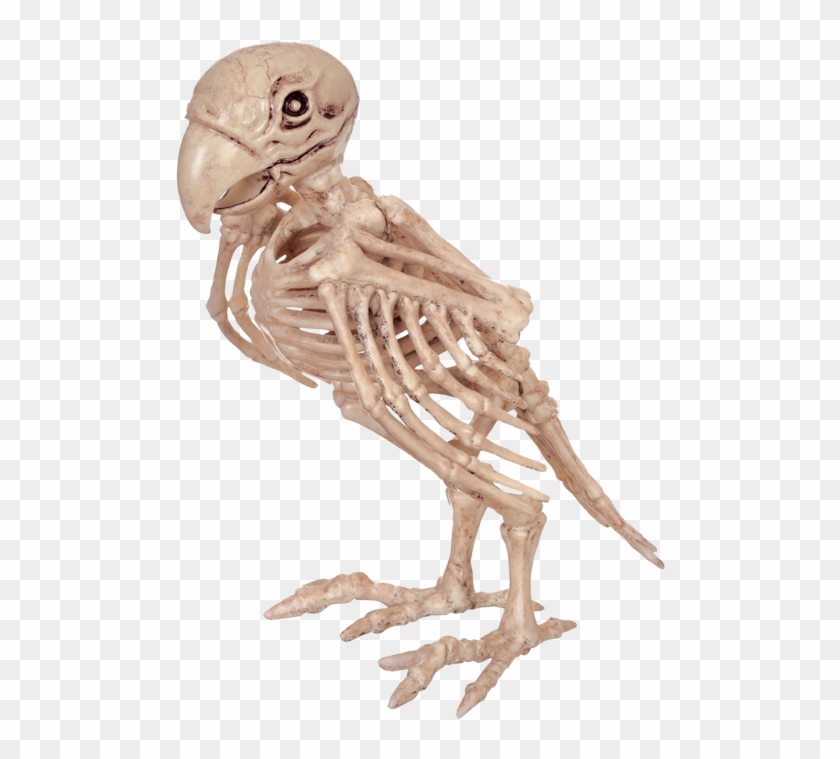 Skeleton Parrot - Parrot Skeleton Clipart