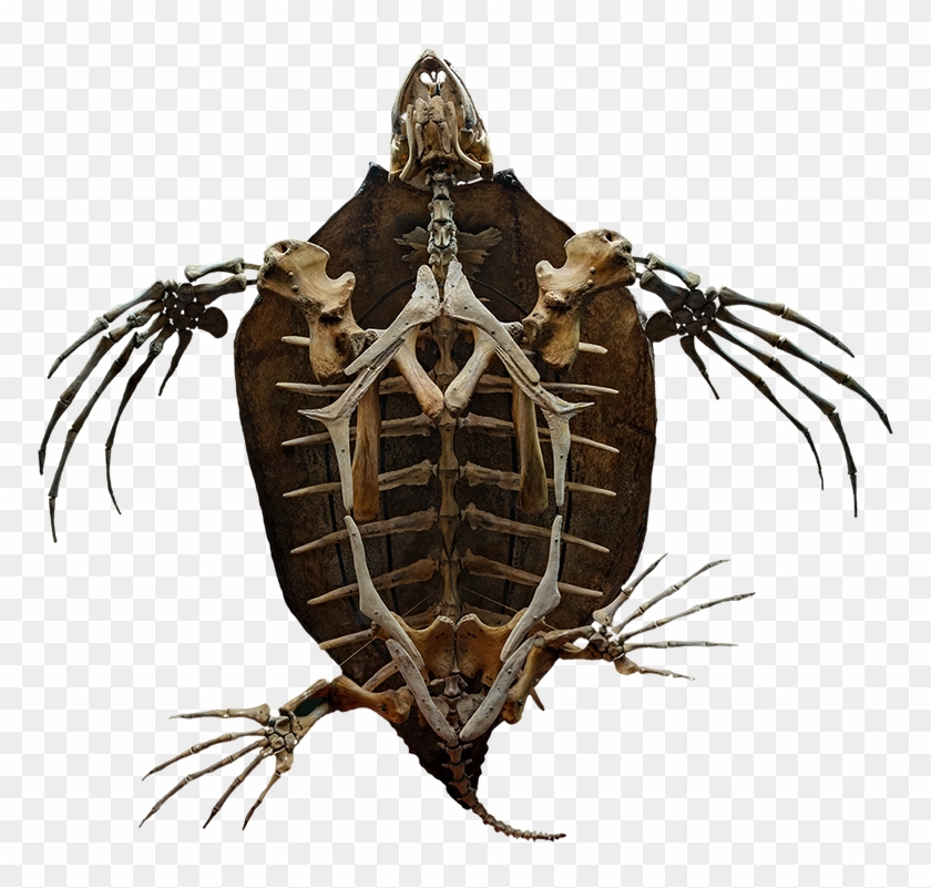 Download The Augmented Reality App “skin And Bones” - Bones Clipart #2150027