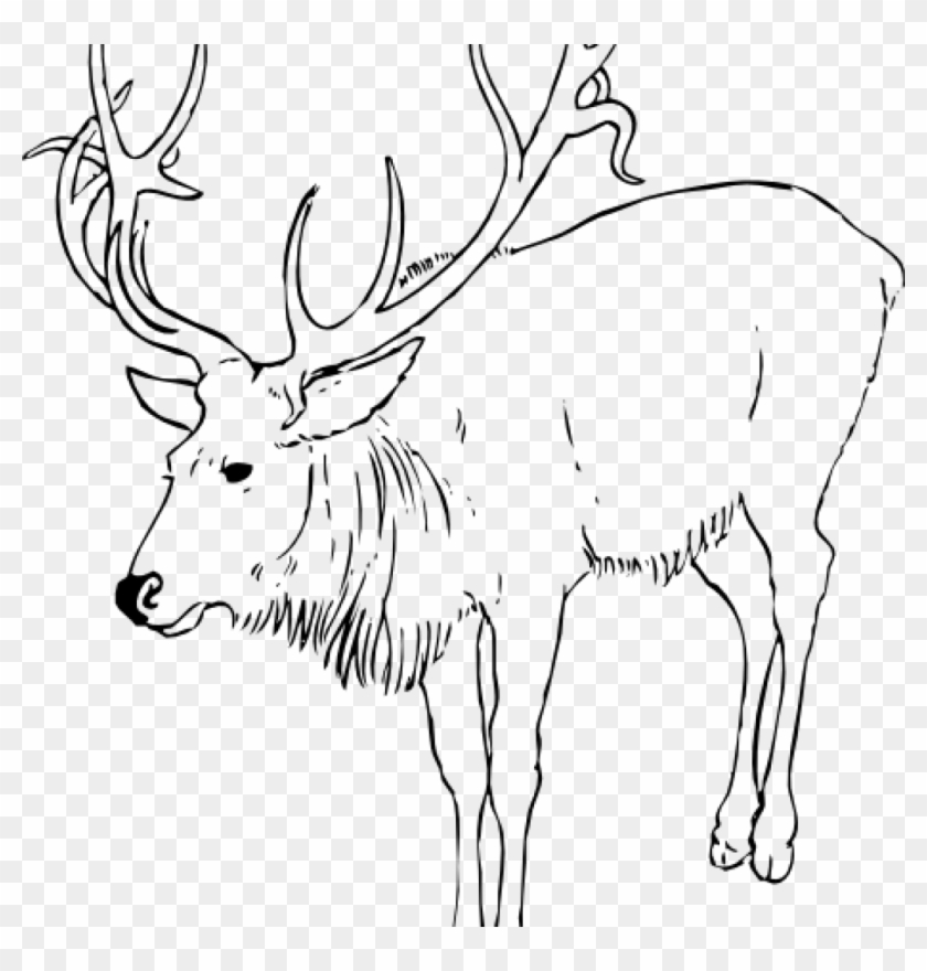 Reindeer Clipart Black And White Santa Clipart Hatenylo - Arctic Reindeer Coloring Pages - Png Download