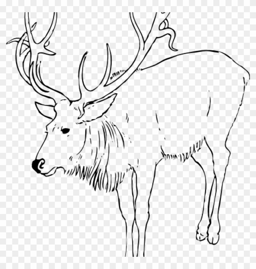 Reindeer Clipart Black And White Santa Clipart Hatenylo - Arctic Reindeer Coloring Pages - Png Download #2151390