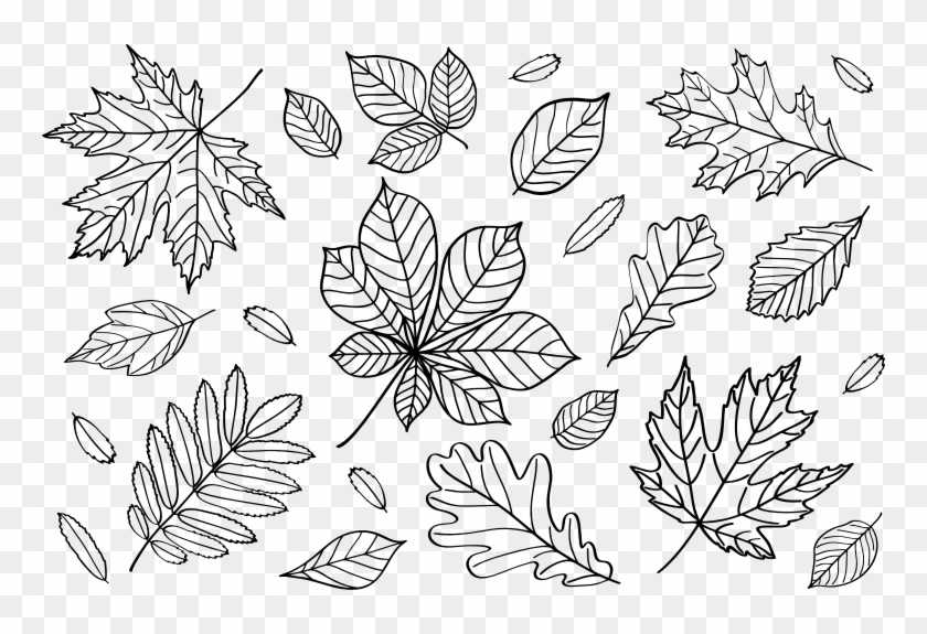 Medium Image - Fall Leaves Outline Clipart - Png Download #2152419