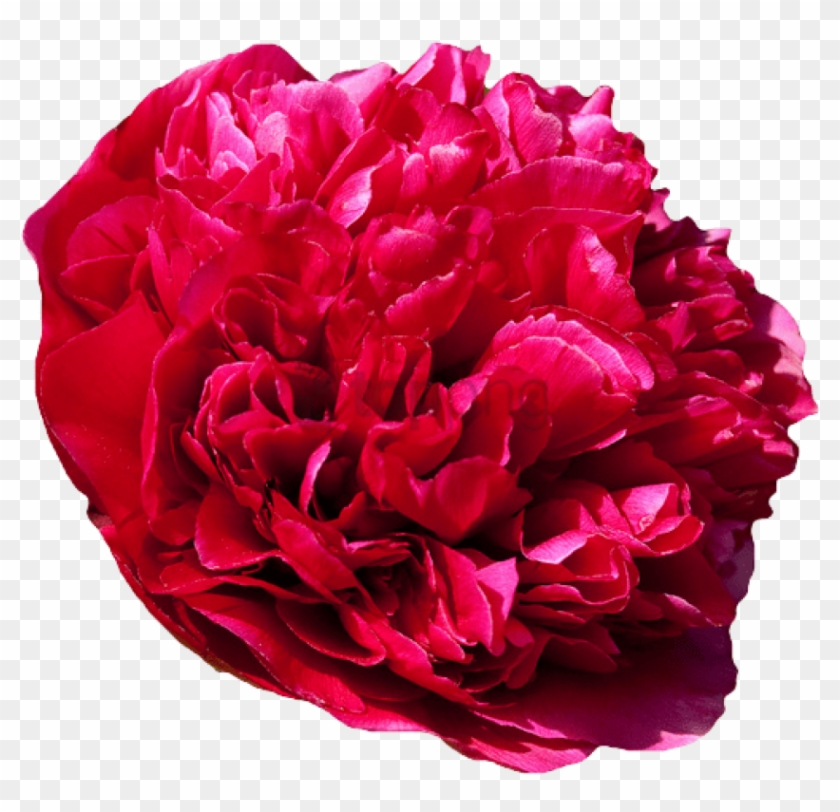 Free Png Download Transparent Flower Tumblr Png Images - Common Peony Clipart #2153493