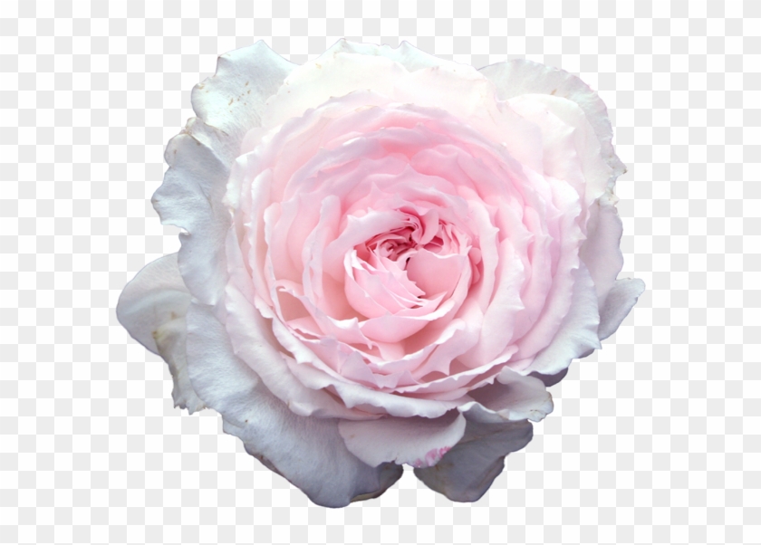 Meh Light Pink Flowers, Transparent Flowers, Overlays - Transparent Stickers Tumblr Flower Clipart