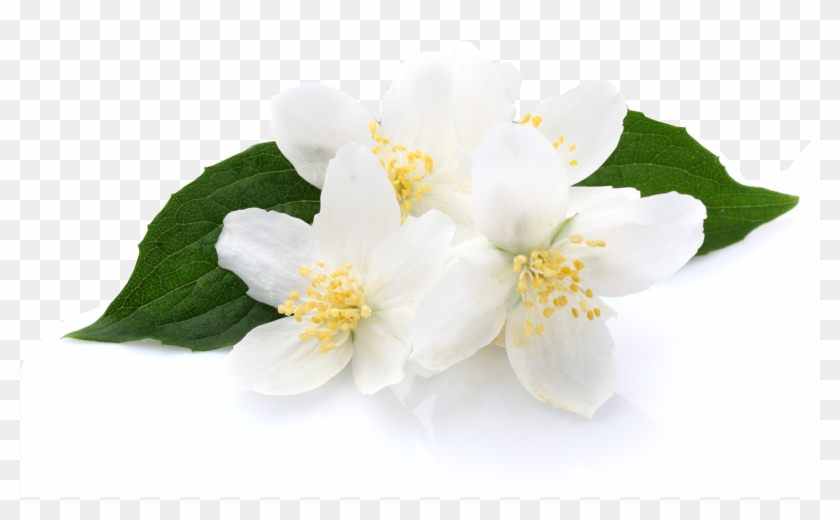 Jasmine - Jasmine - Jasmine - Jasmine - Jasmine - Volcanica - Vanilla Png Clipart