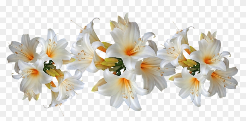 Lilies White Belladonna Easter Lilies Flowers - Lily Clipart