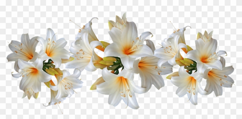 Lilies White Belladonna Easter Lilies Flowers - Lily Clipart #2154293