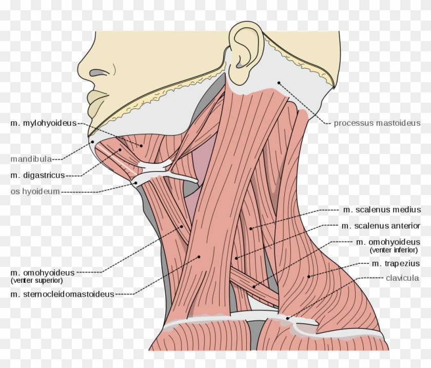 Scalene Muscles Scalene Muscles - Scalene Muscles Clipart