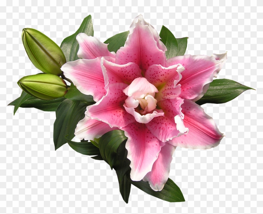 Lily, Pink, Blooming - Artificial Flower Clipart
