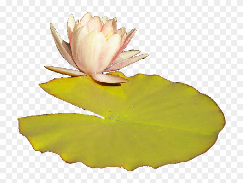 Lilly Pad Png - Transparent Lily Pad Png Clipart #2154605