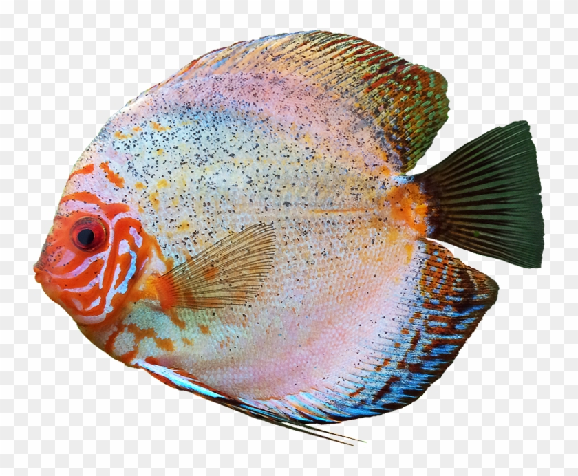 Discus Fish Free Png Image Transparent Background - Coral Reef Fish Clipart #2155018