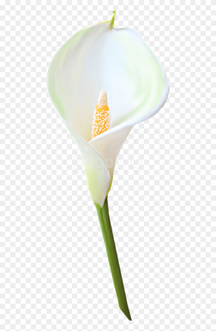 Free Png Download Transparent Calla Lily Flower Png - White Calla Lilies Transparent Clipart