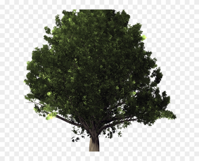 Oak Tree Pictures Free Oak Tree Free Image On Pixabay - Fondo De Arboles Png Clipart #2156461