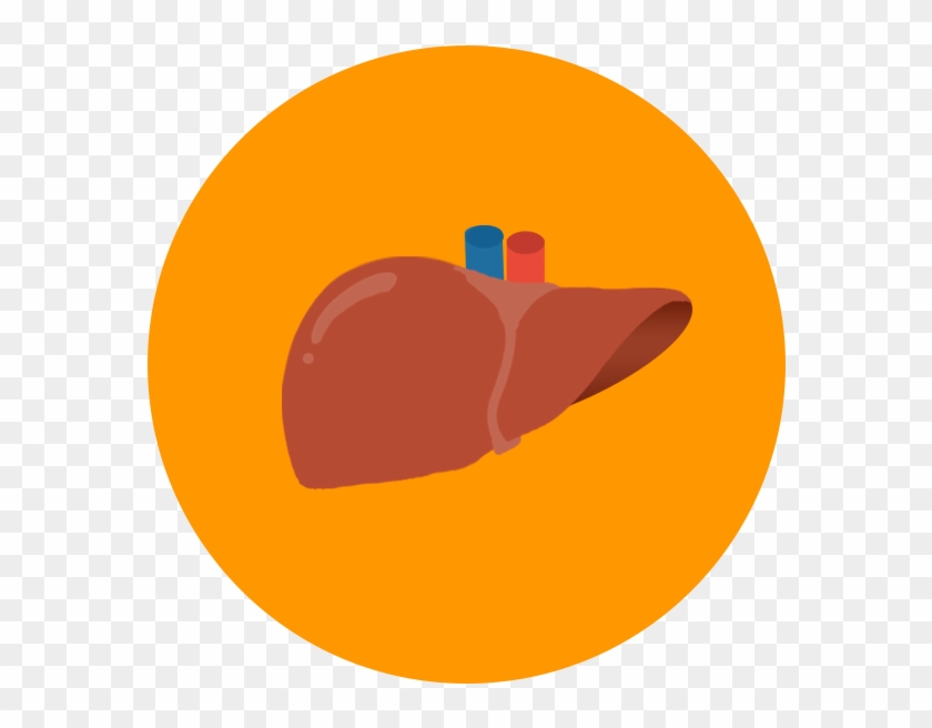 Liver Png - Liver Icon Png Clipart #2156564